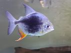Blackberry Silver Dollar