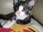 Kittens for Kind Home