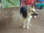 German Shepherd Dog