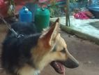 German Shepherd Dog