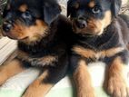 Rotweiler Puppies