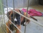 Boxer Puppies