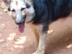 German Sherperd Dog