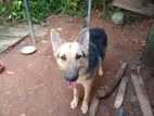 German Shepherd Dog
