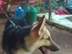 German Shepherd Dog