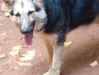 German Sheperd Dog