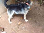 German Shepherd Dog