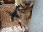 German Shepherd Dog