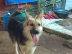 German Shepherd