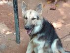 German Shepherd