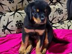 Rotwiller Puppy