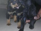 Rottweiler Cross Puppies