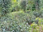 Land for sale in Balangoda