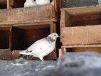 Pigeon