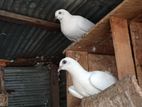 Blood Line Pigeons