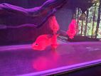 Blood Red Parrot Fish