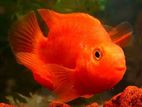 Blood Red Parrot Fish