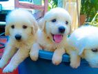 Golden Retriever Puppies