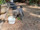 Dog for Kind Home