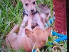Puppy for A Kind Home