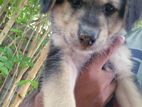 Puppies for Kind Home