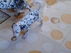 Dalmation Puppies