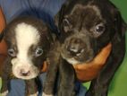 American Bully Puppy