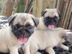 Pug Puppies