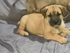 American Bully Cross Puppies