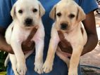 Labrador Puppy