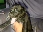 American Bully Puppies