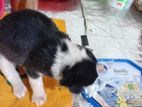 Dog for Kind Home