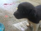 Dogs for Kind Home