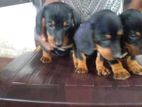 Dachshund Puppies