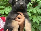 German Shepherd Puppy
