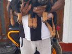 Rottweiler Puppies