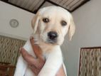 Labrador Puppies