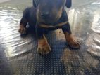 Dachshund Puppy