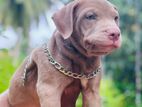 American Bully Puppies