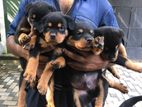 Rottweiler Puppies