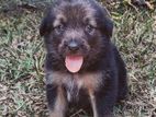 German Shepherd Puppy