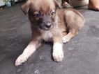 Dogs for Kind Home