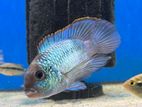 Blue Acara Cichlid