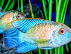 Blue Acara Fish