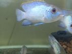 Blue Akara