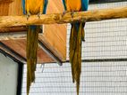 Blue and Gold Macaw Breeding