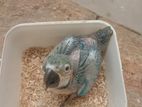 Blue and Gold Macaw Chick