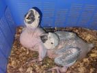 Blue and Gold Macaw