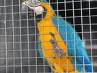 Blue and Gold Macaw Female