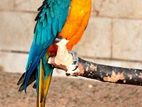 Blue and Gold Macaw ( Female)